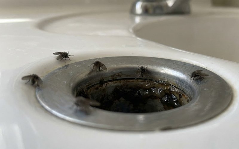 Tiny Flies in Your Bathroom